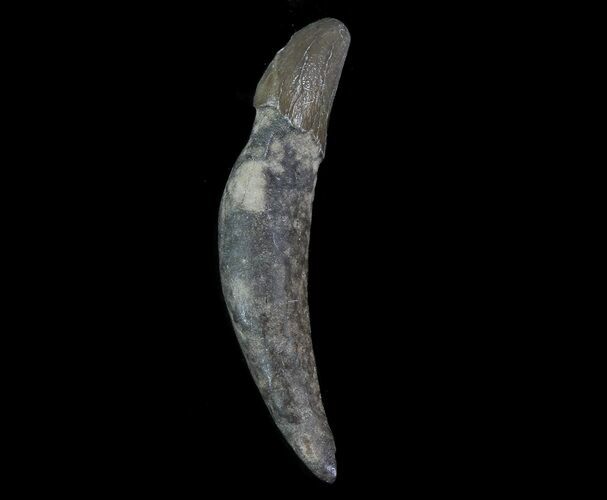 Fossil Odontocete (Toothed Whale) Tooth - Maryland #71113